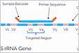 The Clinical Utility of Two High-Throughput 16S rRNA Gene